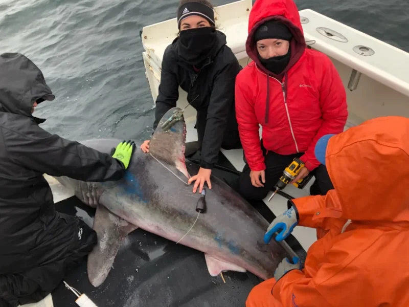 Shark: Four people in winter clothing gather around a restrained shark on the deck of a boat.