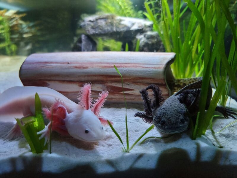 Pink and black animals with long, external gills. The gills have a darker tone compared to the rest of the body.