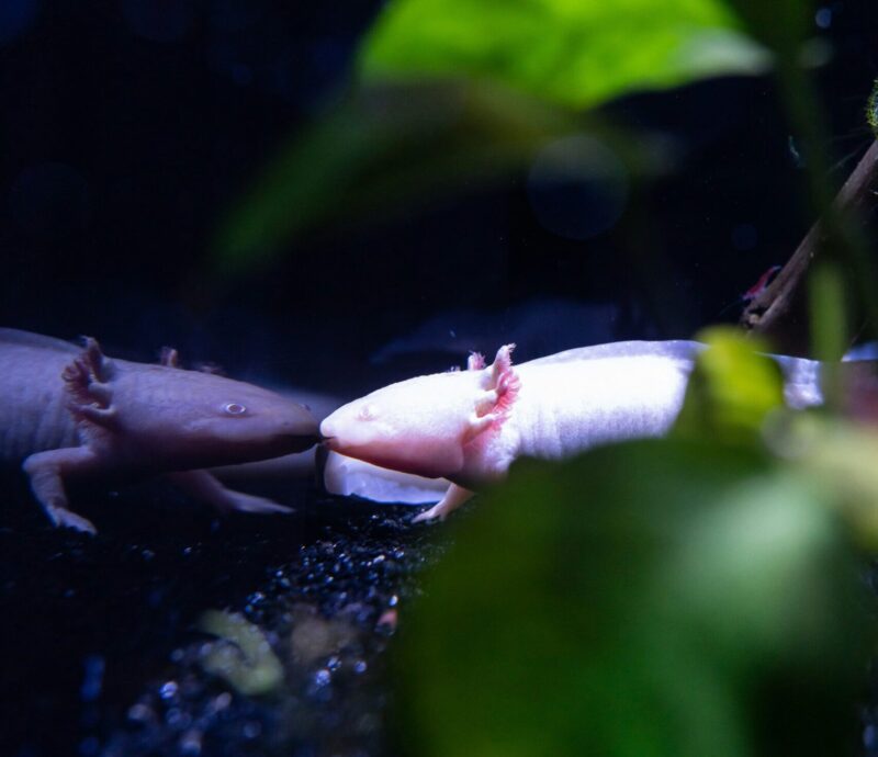 Pink creature with neck gills in an aquarium. It is reflected in the glass.