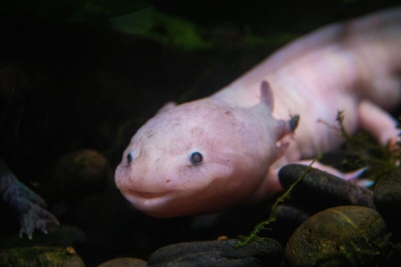 Fleshy pink creature that looks like it is smiling. It has 2 small, black eyes and stubby external gills.