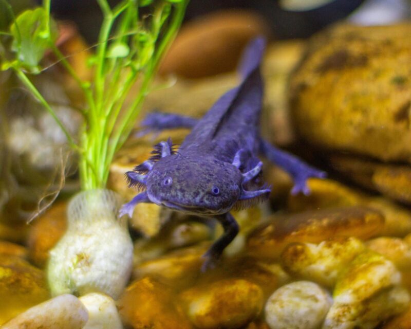 Purple animal with a fin as a tail, 4 legs, and external gills with filaments on each side of the head.