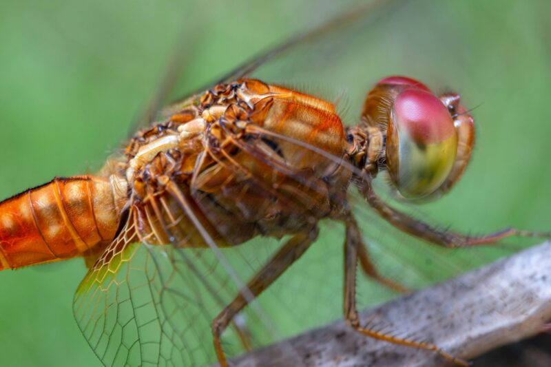 Closeup of the orange midsection, head, legs and wings of an insect. It has enormous red and green eyes.