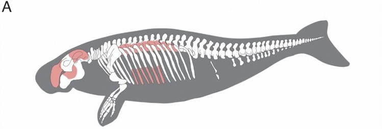 A grey and white diagram of a sea cow skeleton. Some sections are shaded light red to show the bones that were recovered.