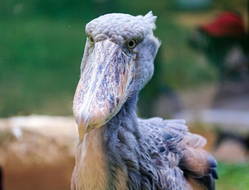 Closeup of a bird with many tones of gray and blue on its plumage and beak.