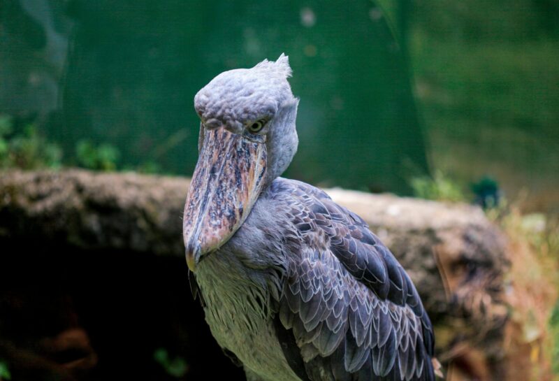 Grayish bird with many different tones in its plumage. The beak also shows the same tones as the plumage.