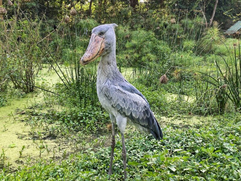 Tall, gray bird with long, thin legs and a disproportionately massive head and beak.