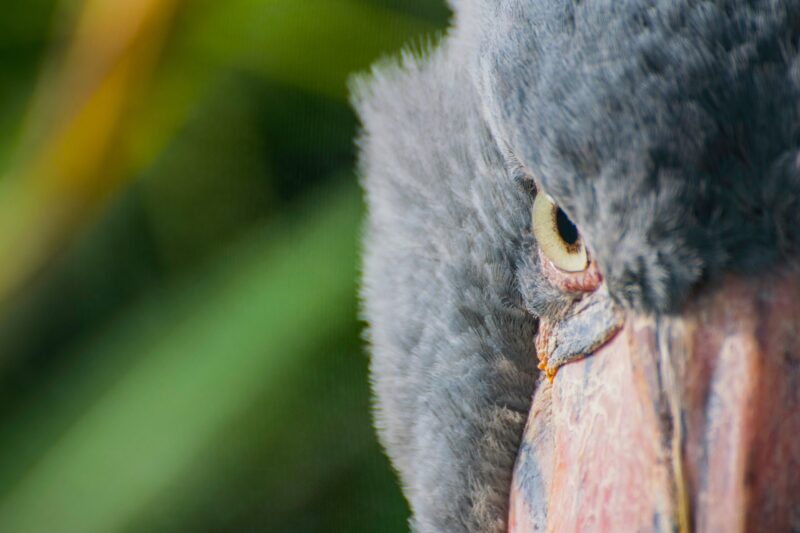 Closeup of a bird head with gray plumage, yellow eyes and a pinkish bill with bluish tones.