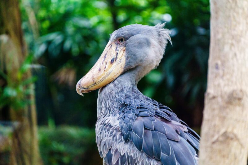 Top half of a grayish bird from its left side. The beak is long and ends in a tip that goes down.