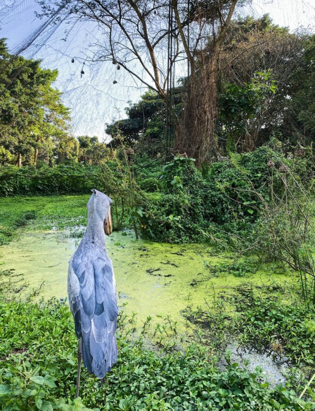 Tall blue-gray bird standing in front of a green swamp.