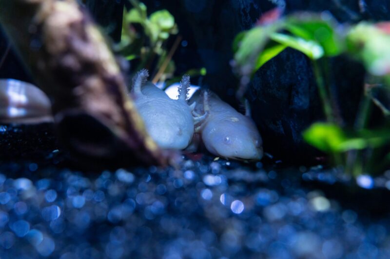 Axolotls: A couple of fishy white aquatic creatures with feathery external gills, hidden among rocks and plants.