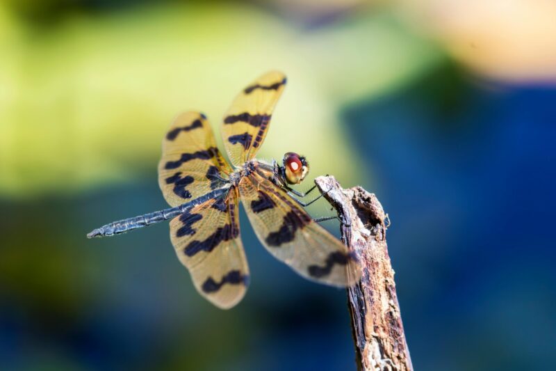 Long, thin insect with 4 yellow and black striped wings outspread. It is perched on a twig.