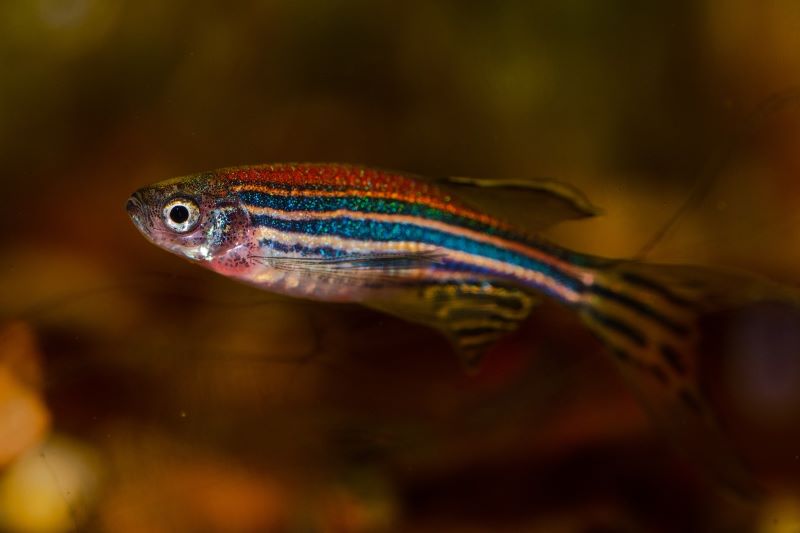 Light pollution: A small fish with dark and light stripes.