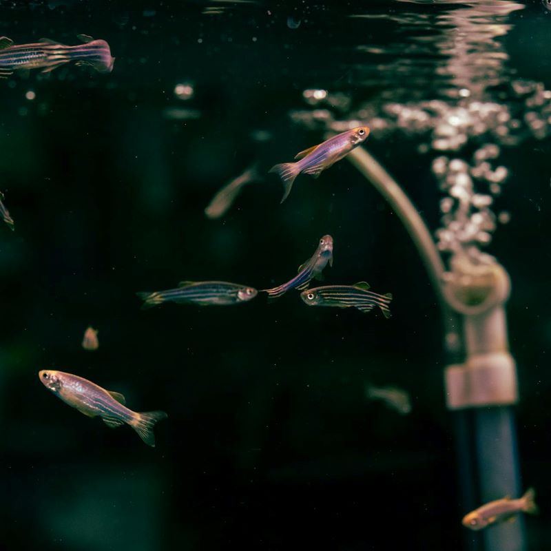 Small striped fish in an aquarium.