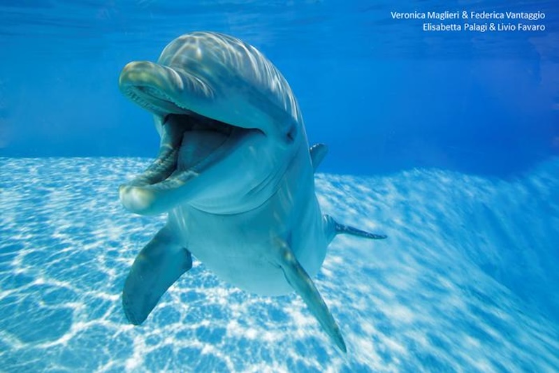 A dolphin swimming underwater with wide open mouth.