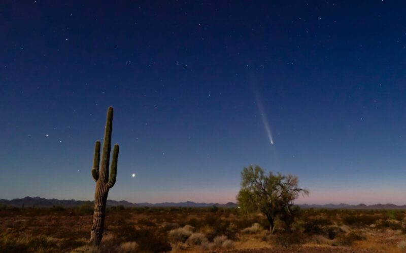 A saguaro cactus, bright light nearby, and the comet.