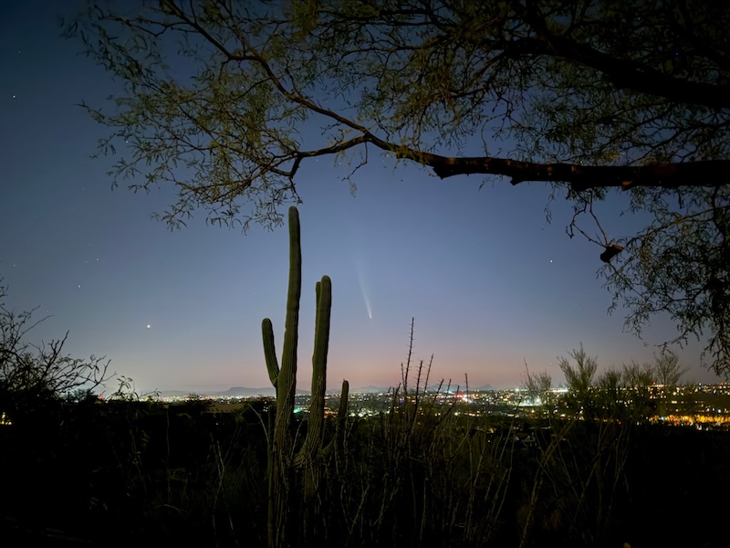 Comet in twilight, near a tall silhouetted saguaro cactus and above distant city lights.