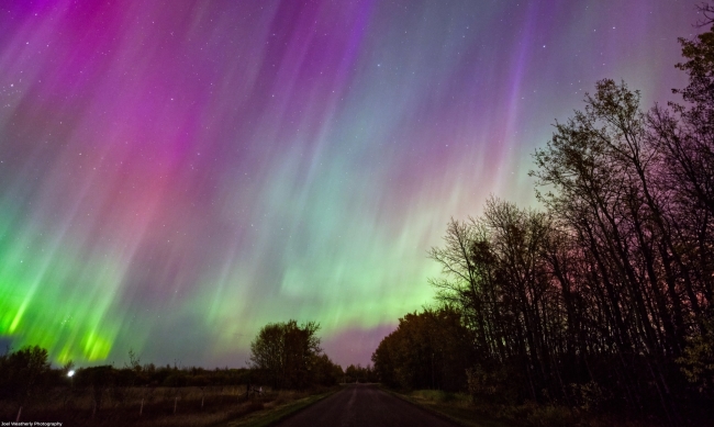 purple and green auroras in distinctive diagonal lines above silhouetted trees