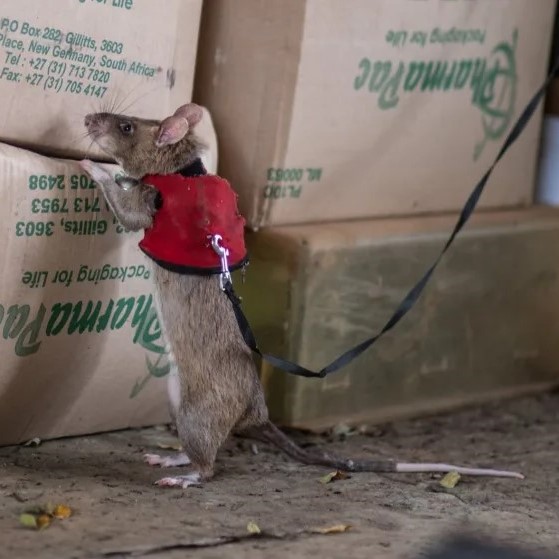 Giant rats could help detect illegal wildlife trade