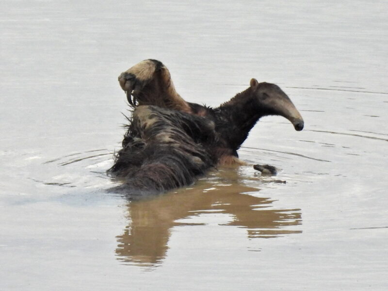 Swimming long-haired anteater with small, narrow head, one front leg lifted out of the water.