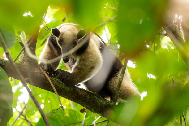 Black and white animal looking at the camera. It is standing on a tree branch and is surrounded by leaves.