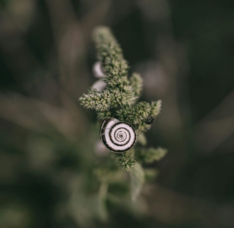 Black and white spiral shell of a snail climbing fuzzy green buds.