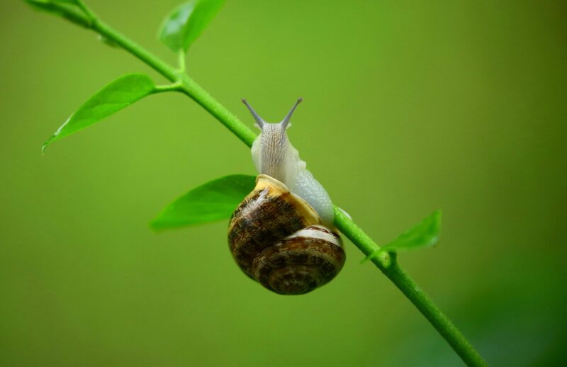 A small, gray creature with 2 short tentacles on its head and a spiral brown shell climbing a stem.