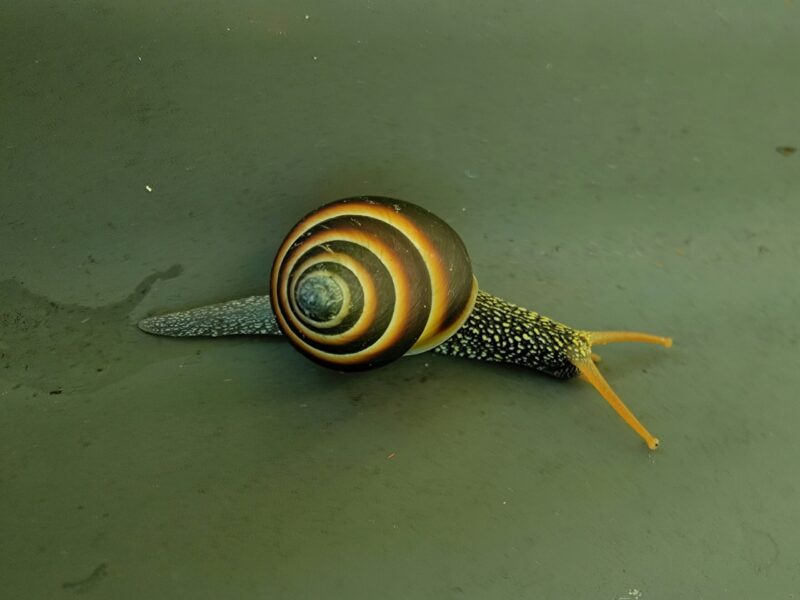 Small elongated creature with 2 tentacles on the front and a yellow and black striped spiral shell.