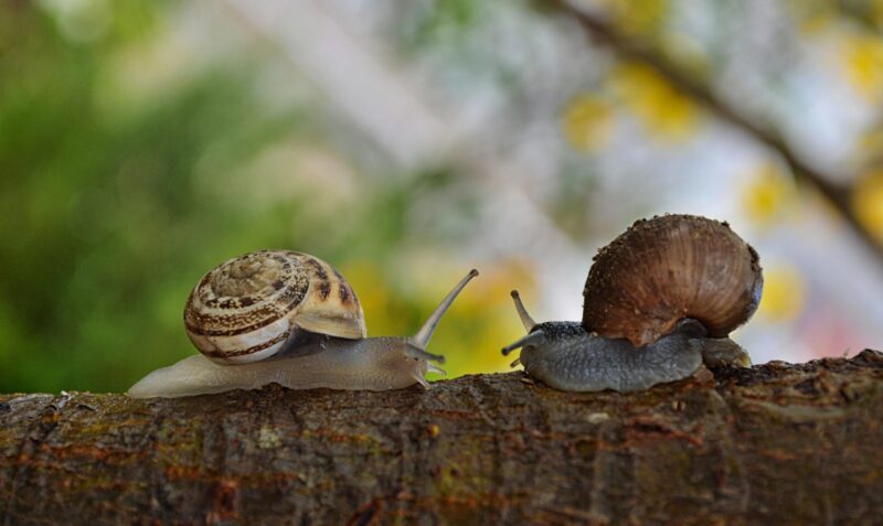 Two snails facing each other. Left has a pale-yellow tone, right has a brown shell and has a dark gray body.