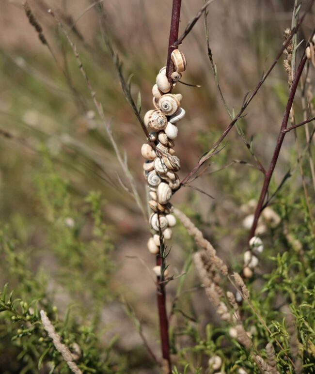 Very many snail shells packed together along a tall, thin plant stem.