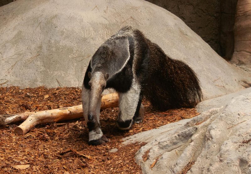 Animal with a big body and a small head, nosing at the ground with a long trunk. Long-haired brushy tail.