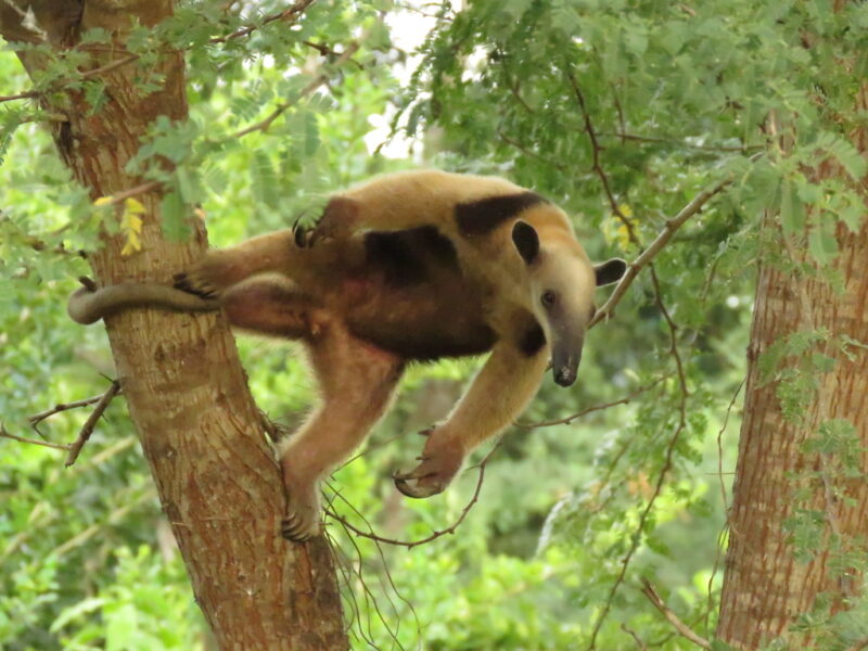 Furry narrow-headed animal standing sideways on a vertical tree trunk holding on with only hind legs and tail.