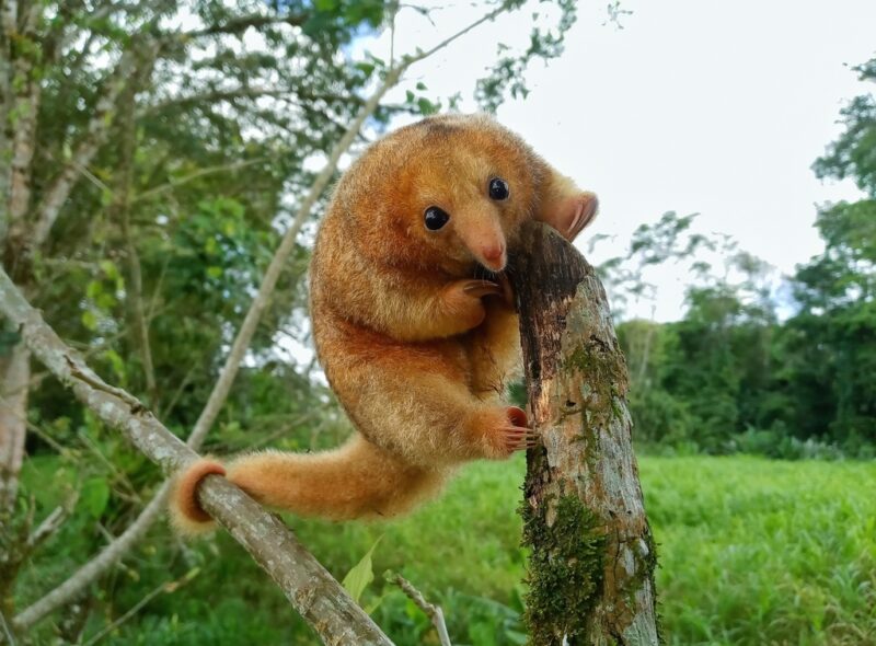 A small brown animal clutching the top of a post, facing the camera. Its tail is wrapped around a branch.