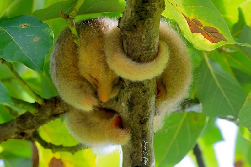 Small golden-furred animal curled up around a branch, sleeping, with its tail wrapped around the branch.