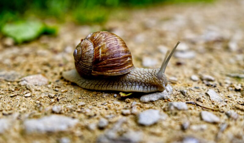 Gray elongated creature on the ground. Two long straight tentacles on head and a spiral shell.