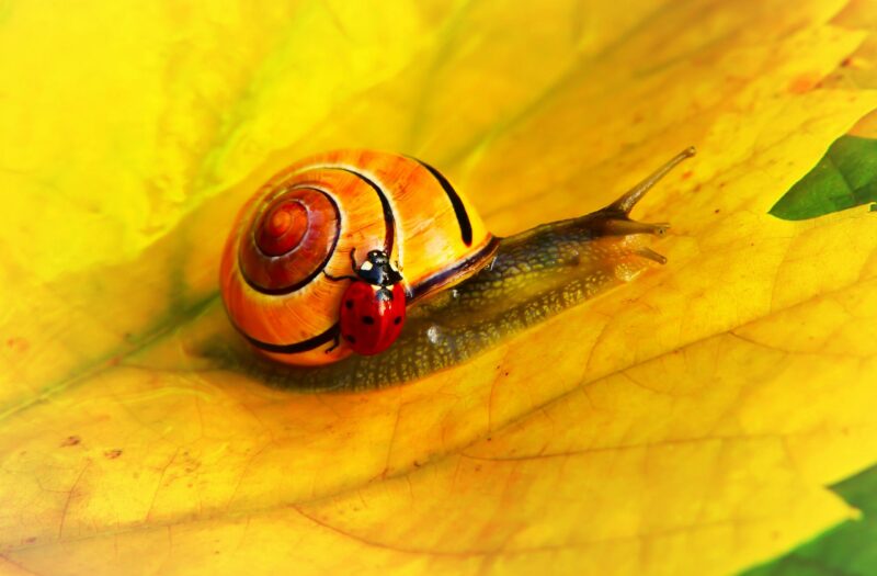 Snail with a yellow and black spiral shell on a yellow leaf. There is a ladybug climbing its right side.