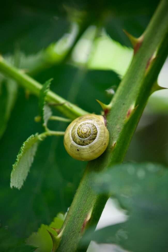 A shell with a spiral design on a stem with thorns.