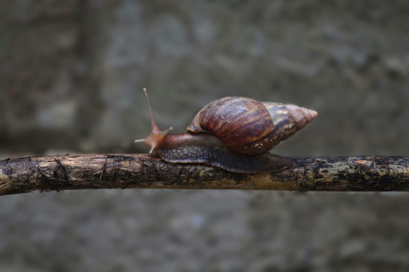 Snail on a branch. 4 tentacles on the head and a cone-shaped spiral shell.