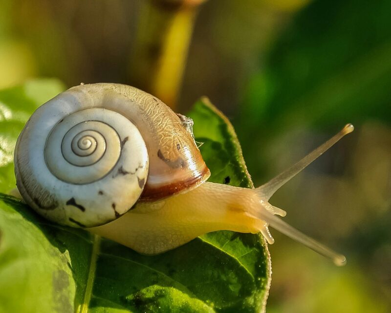 Shiny, translucent creature with tentacles on the head and a spiral white shell.