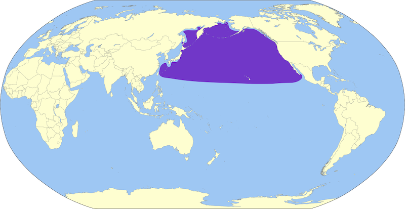 A map showing the Pacific ocean with bordering continents. The Laysan Albatross range is shaded purple, spanning the northern Pacific between Asia and North America