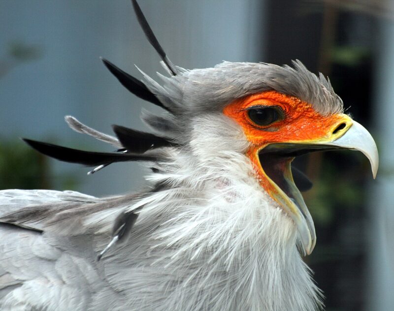 Closeup of bird head with big open beak, orange face, black eyelashes, and 8 feathers sticking out of its head.