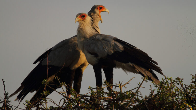 Two large black and white birds with strong-looking long legs standing, heads together, on a thorny treetop.