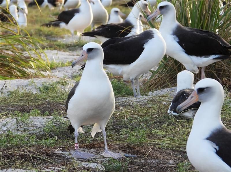 Wisdom, a white bird with black back has a red band around her right leg. In the background are several other Laysan Albatrosses.