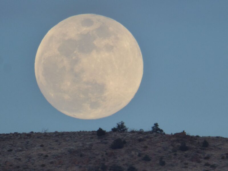 Big-looking moon. There are some bushes on the ground, under the huge moon.