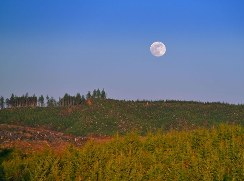 White, full-looking moon in a blue sky. There are many green trees in the foreground.