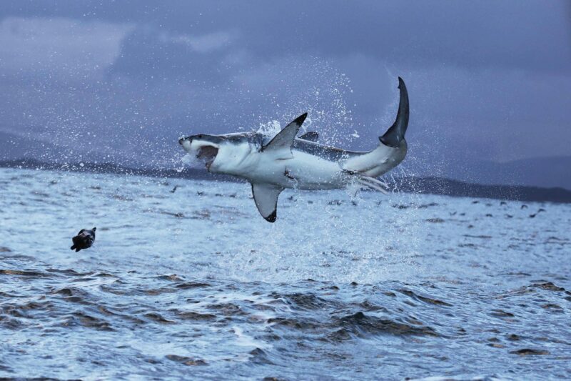 A white-bellied gray shark with wide-open mouth photographed in mid-jump high above the water.