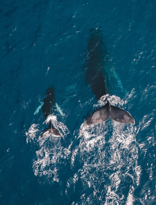 One large and one small whale, side by side, underwater seen from above with their tails above water.