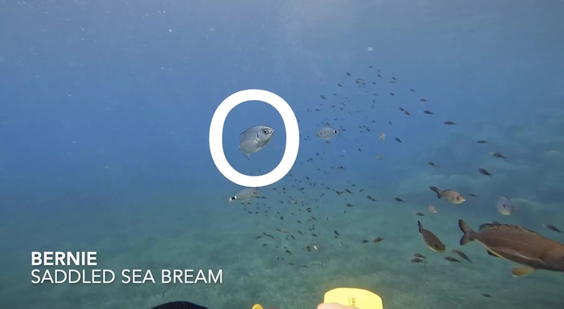 Wild fish: A silver fish marked with a white graphics circle. It is swimming among a lot of other fish in open blue water. 