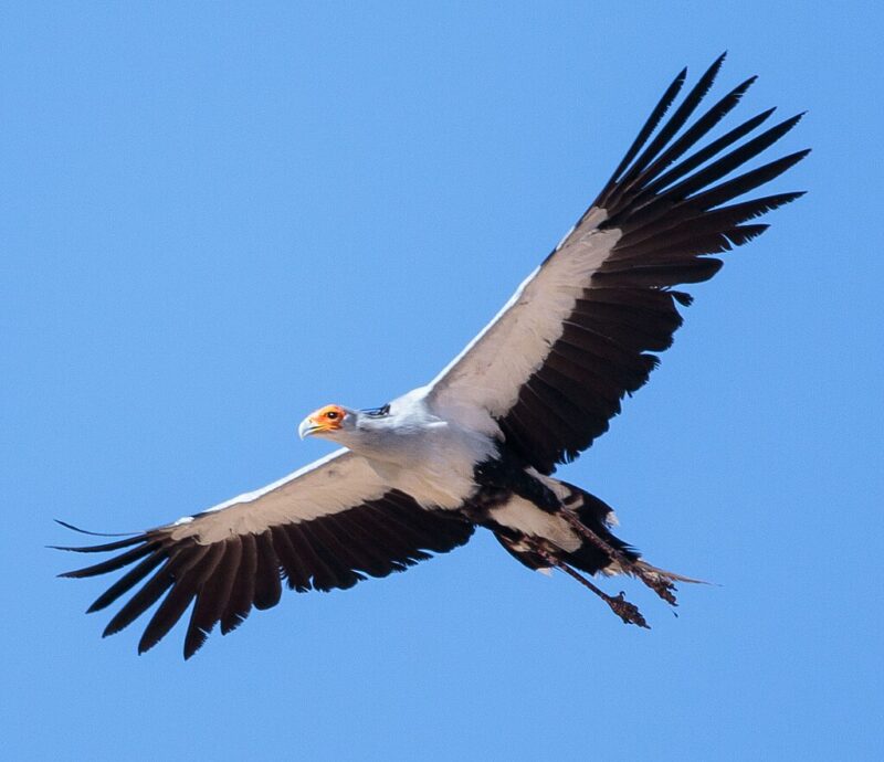 Flying eagle-like big white bird with black flight feathers on its long wings, orange face, and black legs.