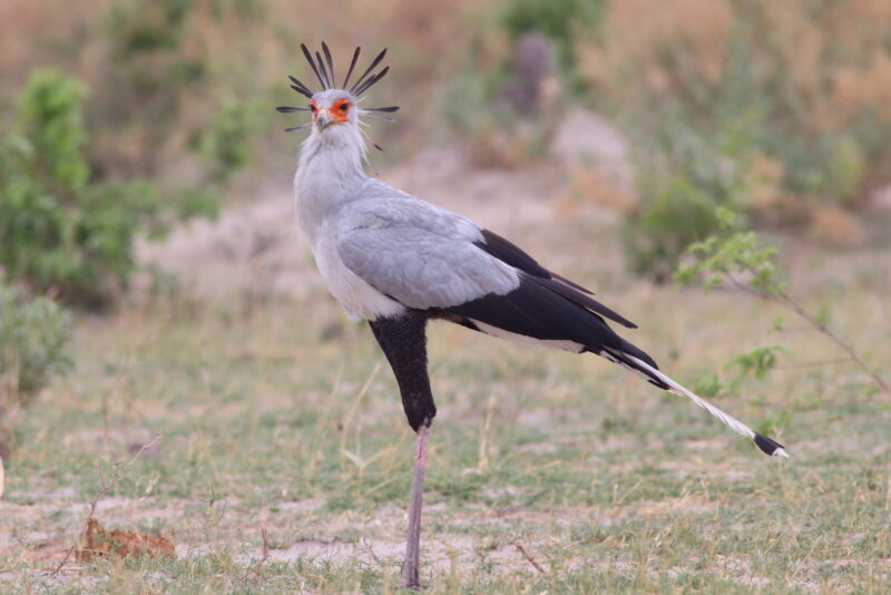 Secretary birds: Long-legged bird with white body, black thighs and tail, and 12 feathers sticking out of its head.
