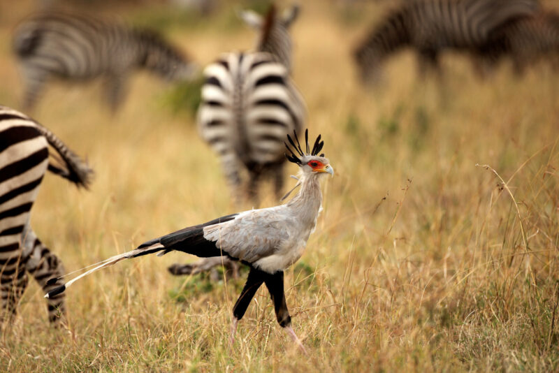 Big bird with crown of 9 longish feathers and long, strong legs striding across grassland with distant zebras.